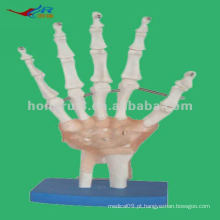 Modelo anatômico modelo de esqueleto de mão, modelo de mão anatômico